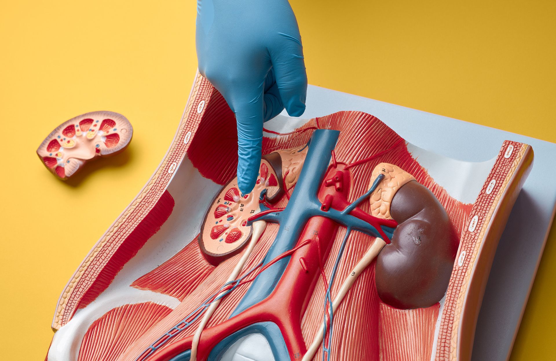 Basic Structure And Functions Of The Human Urinary System
